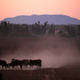 Cattle kick up dust at sunset on farmer Tom Wollaston’s property, west of tTamworth in north-western New South Wales, June 1, 2018.